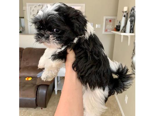 Όμορφη Shih Tzu